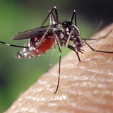 160-1474