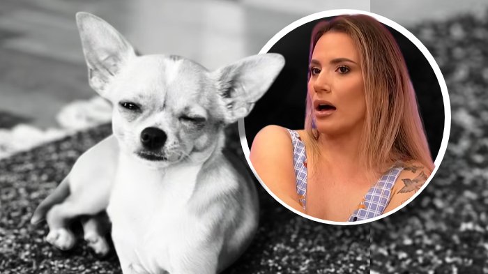 OTKRIVAMO: Kristina Spalević je saučecnik u zločinu nad malim psom, a ne žrtva! Poslušajte video koji otkriva kako je učestvovala u prikrivanju maltretiranja nedužnog ljubimca! (VIDEO)