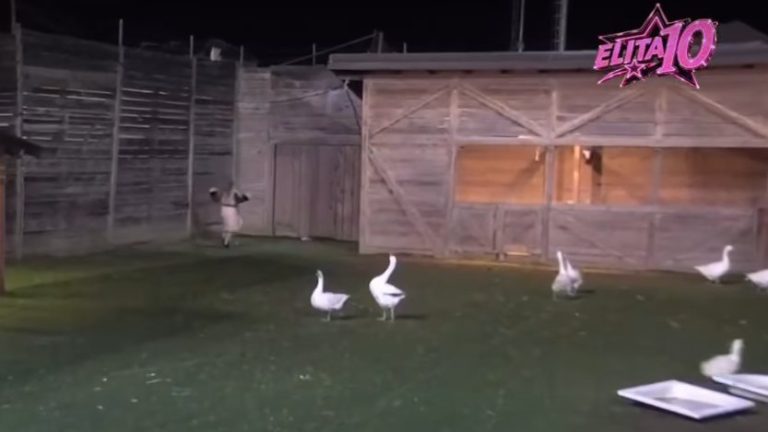 Ni PERNATE KOMŠIJE joj NE DAJU MIRA 🤣 Pogledajte kako su PATKE JURILE BILJANU po dvorištu ELITE 🏃🏻♀️🦆🦆